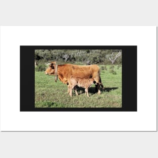 Horned cattle - A rare sight these days Posters and Art
